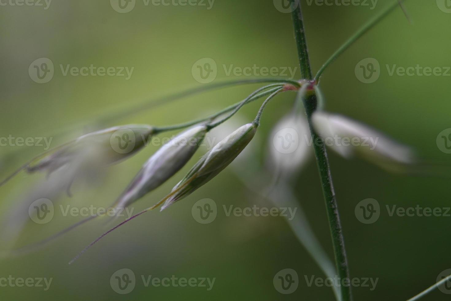 in de wei bloeit gebogen foto