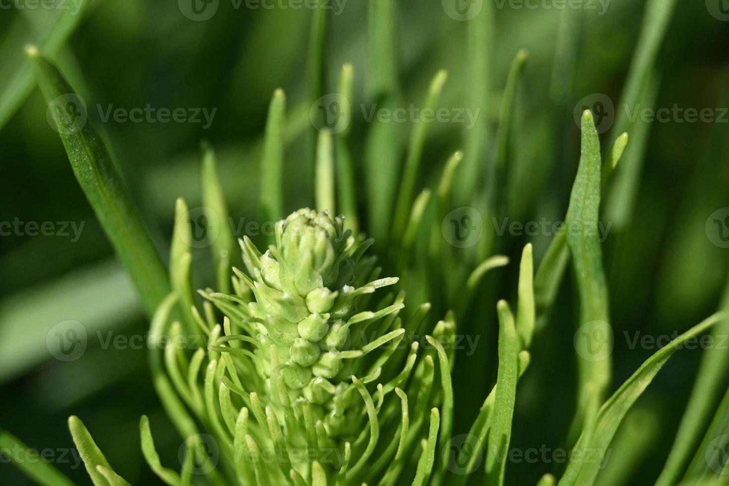 zomer meerjarige bloemknop foto