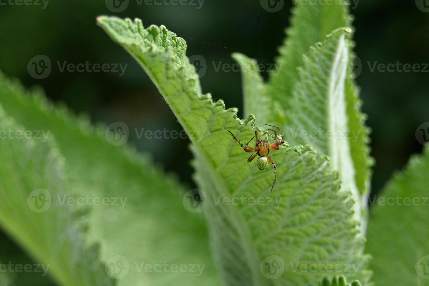 kleine gekleurde spin op een groen blad foto