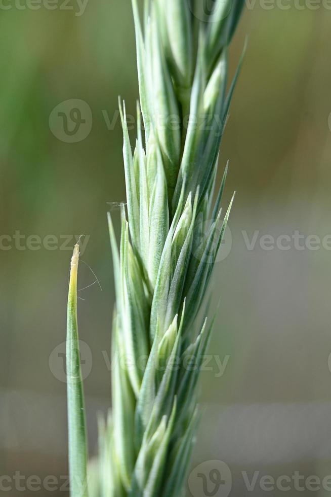 gebogen groene bloeiwijze foto