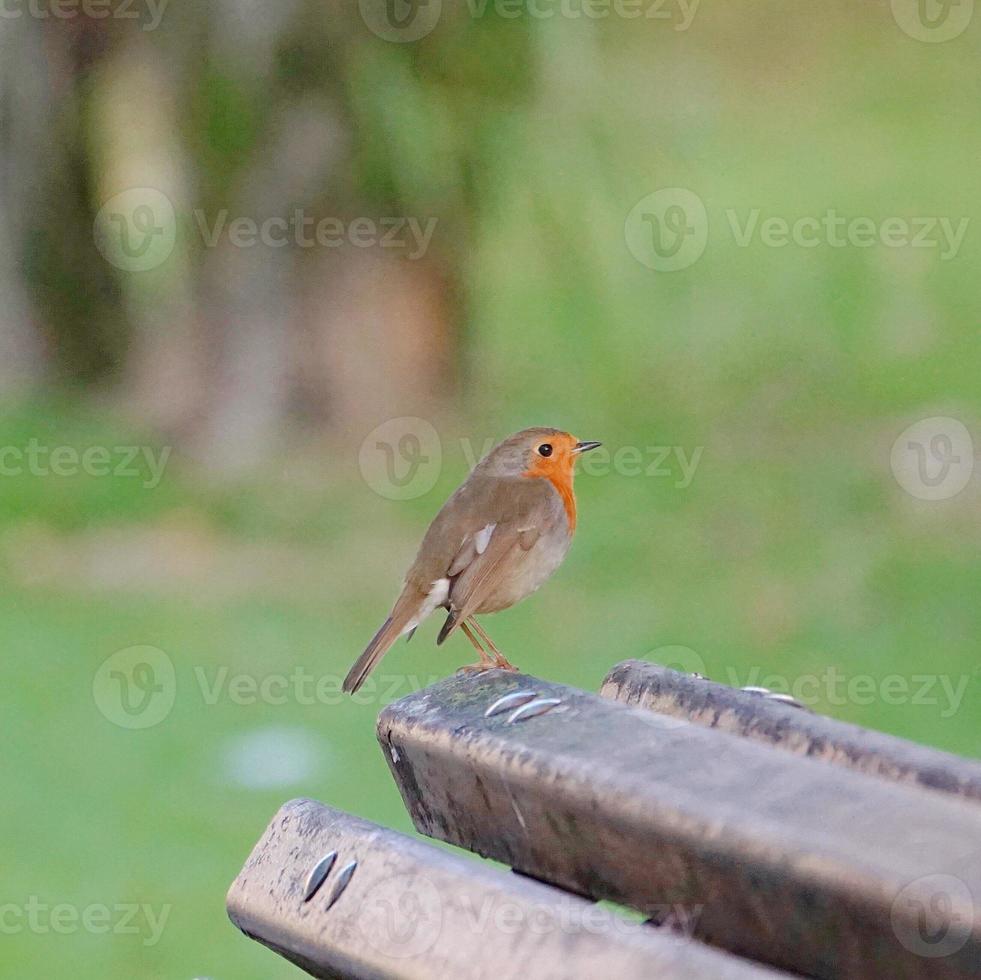 vogel in de natuur foto