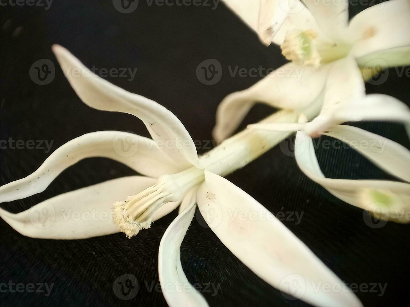 dichtbij omhoog van kitolod bloem of laurentia longiflora Aan een zwart achtergrond, welke heeft veel Gezondheid een uitkering, zo net zo overwinnen ontsteking of zeer keel. foto