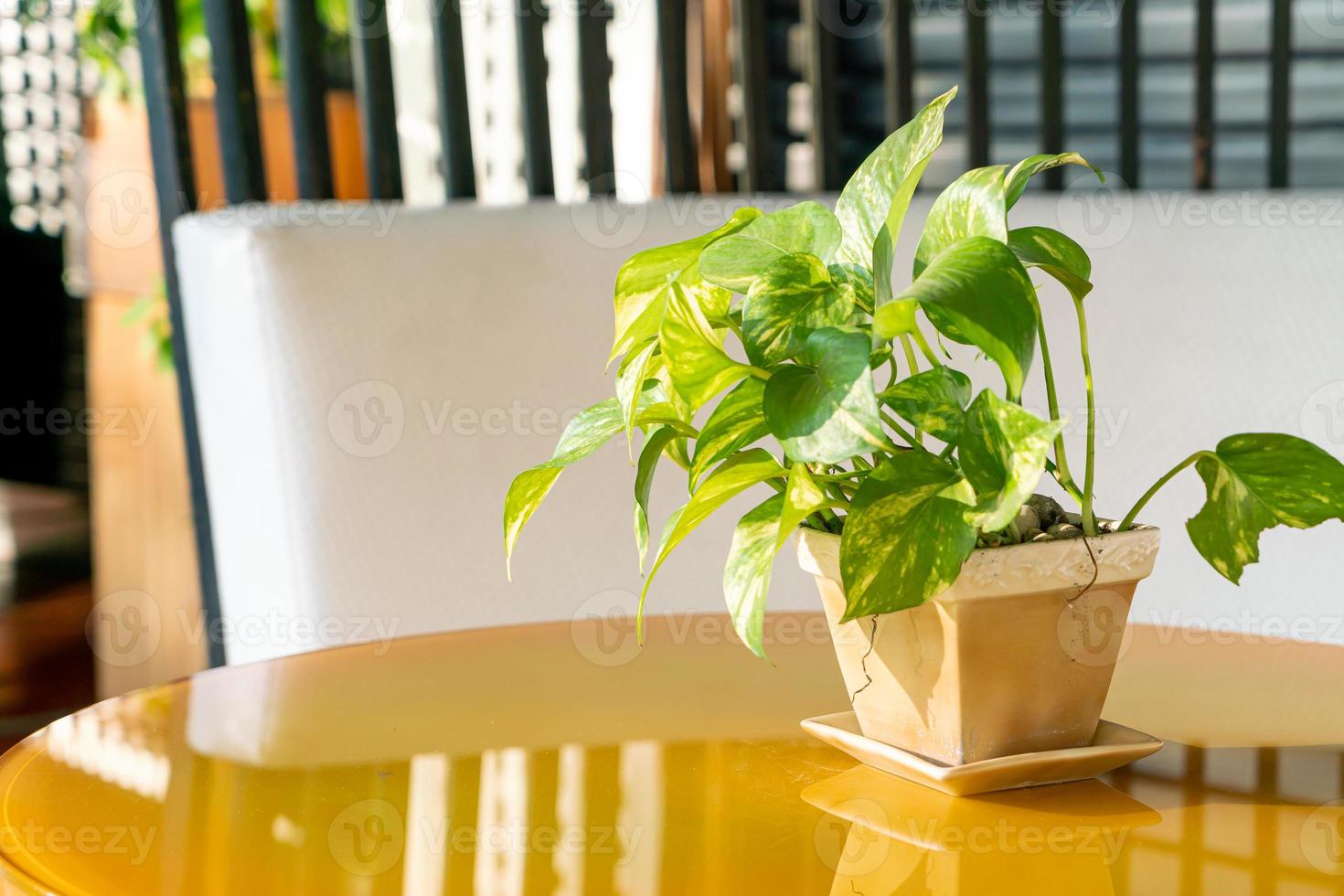 gevlekte betel in pot op tafel foto