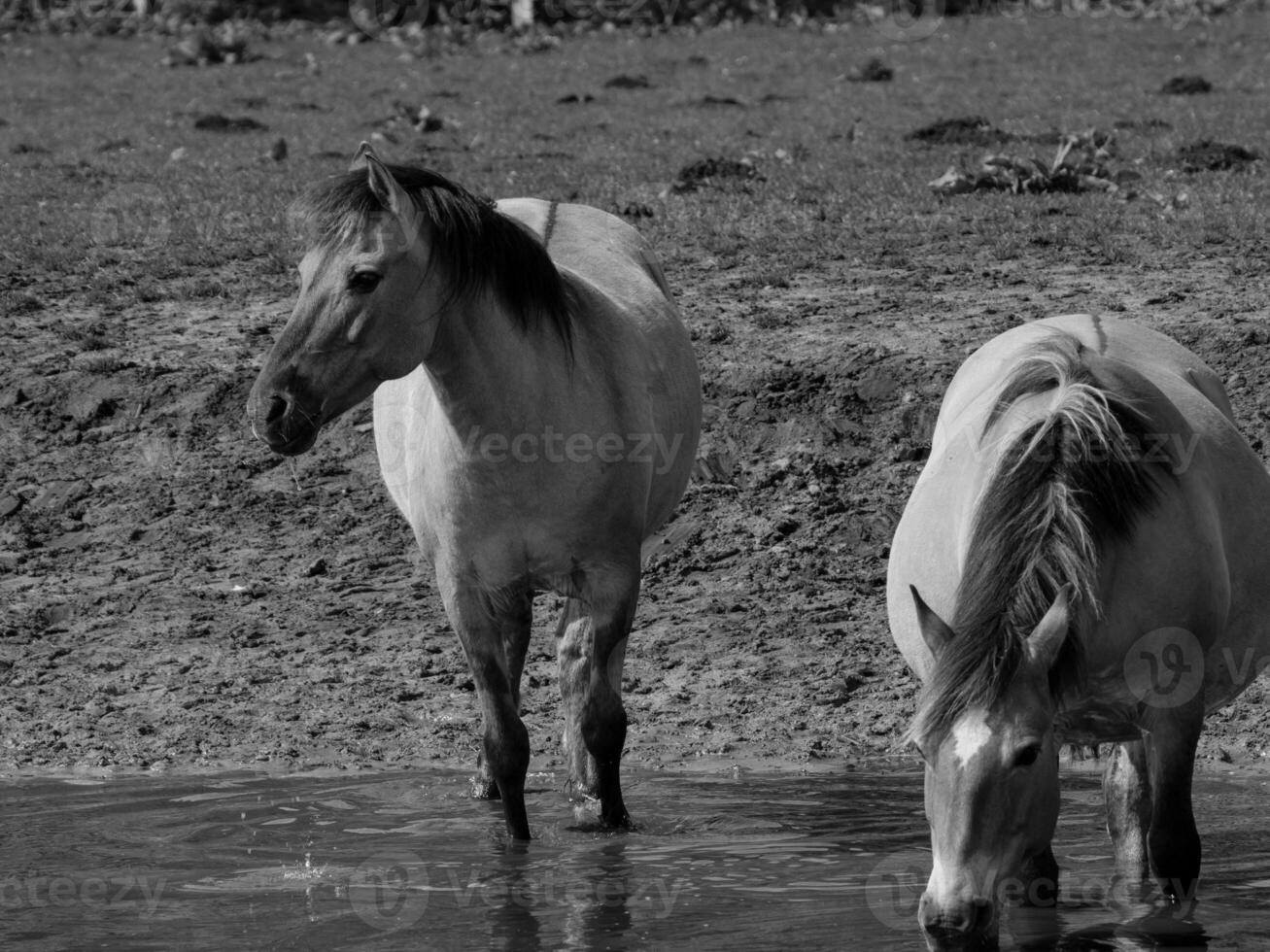 wild paarden en veulens foto