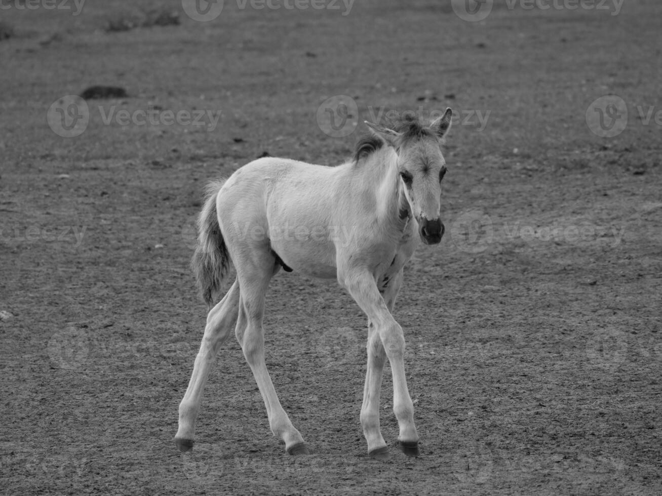 wild paarden en veulens foto