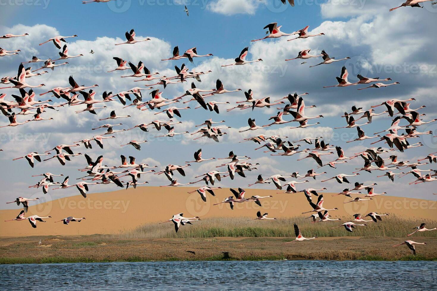 flamingo's Bij vogel paradijs, walvis baai, Namibië foto