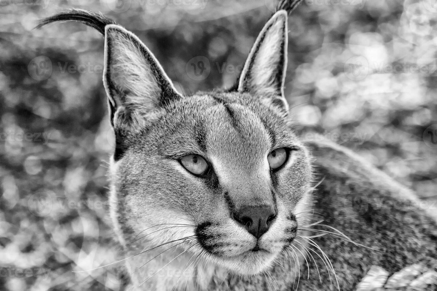 portret van een mooi caracal foto