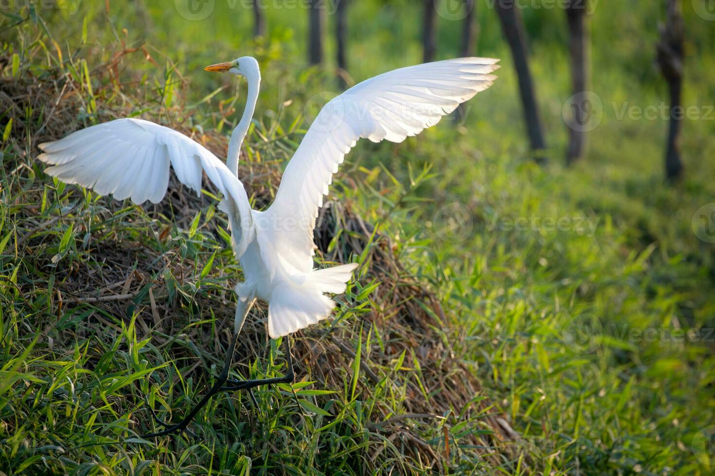 Super goed zilverreiger in moederpokken Colombia foto