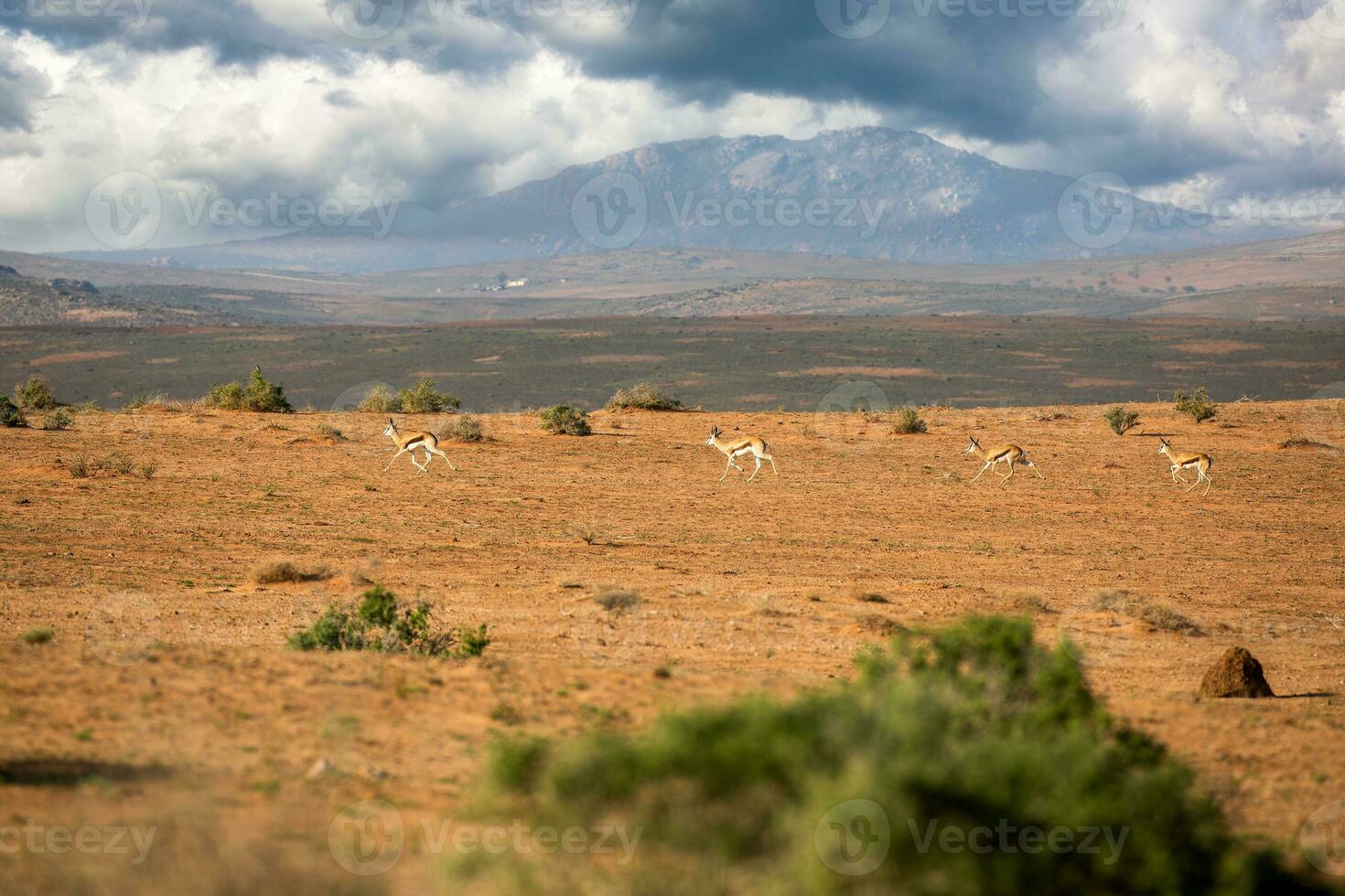 bloemen in namaqualand, zuiden Afrika foto