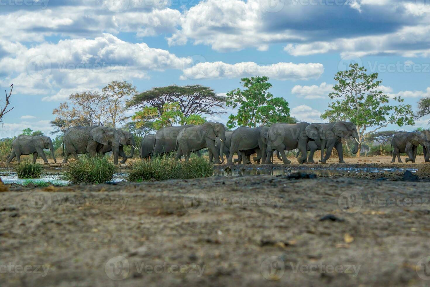 olifanten Bij hwange nationaal Parel, Zimbabwe foto