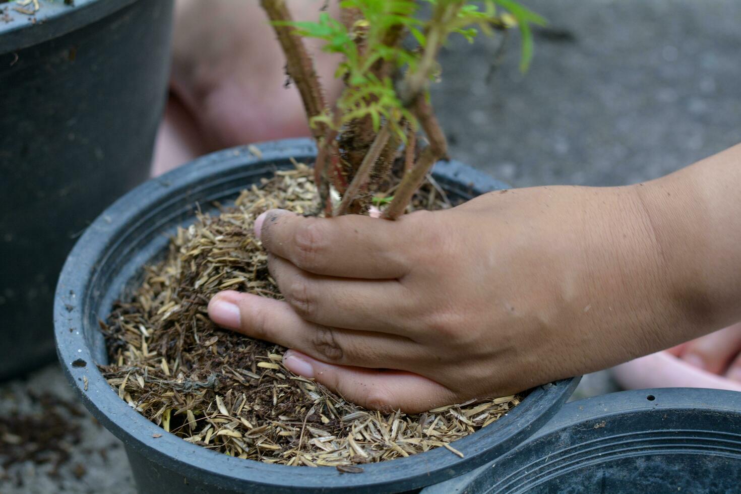 vrouw aanplant planten in zwart plastic potten gebruik de bodem voor aanplant bomen. foto