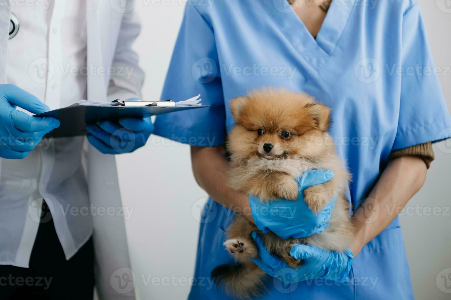 twee artsen zijn onderzoeken hem. veterinair geneeskunde concept. pommeren in een veterinair kliniek. foto