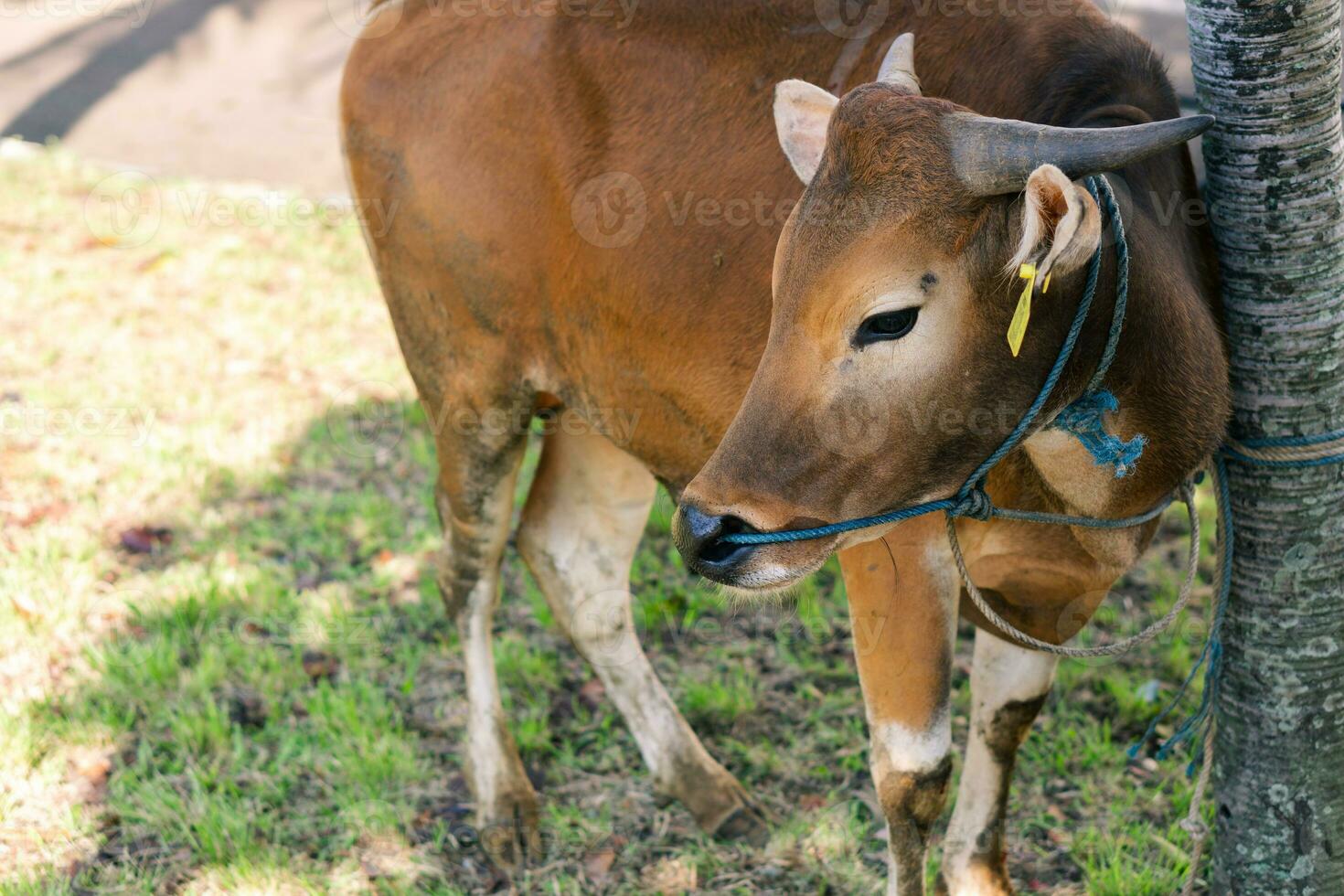 bruin koe voor korban of offer festival moslim evenement in dorp met groen gras foto