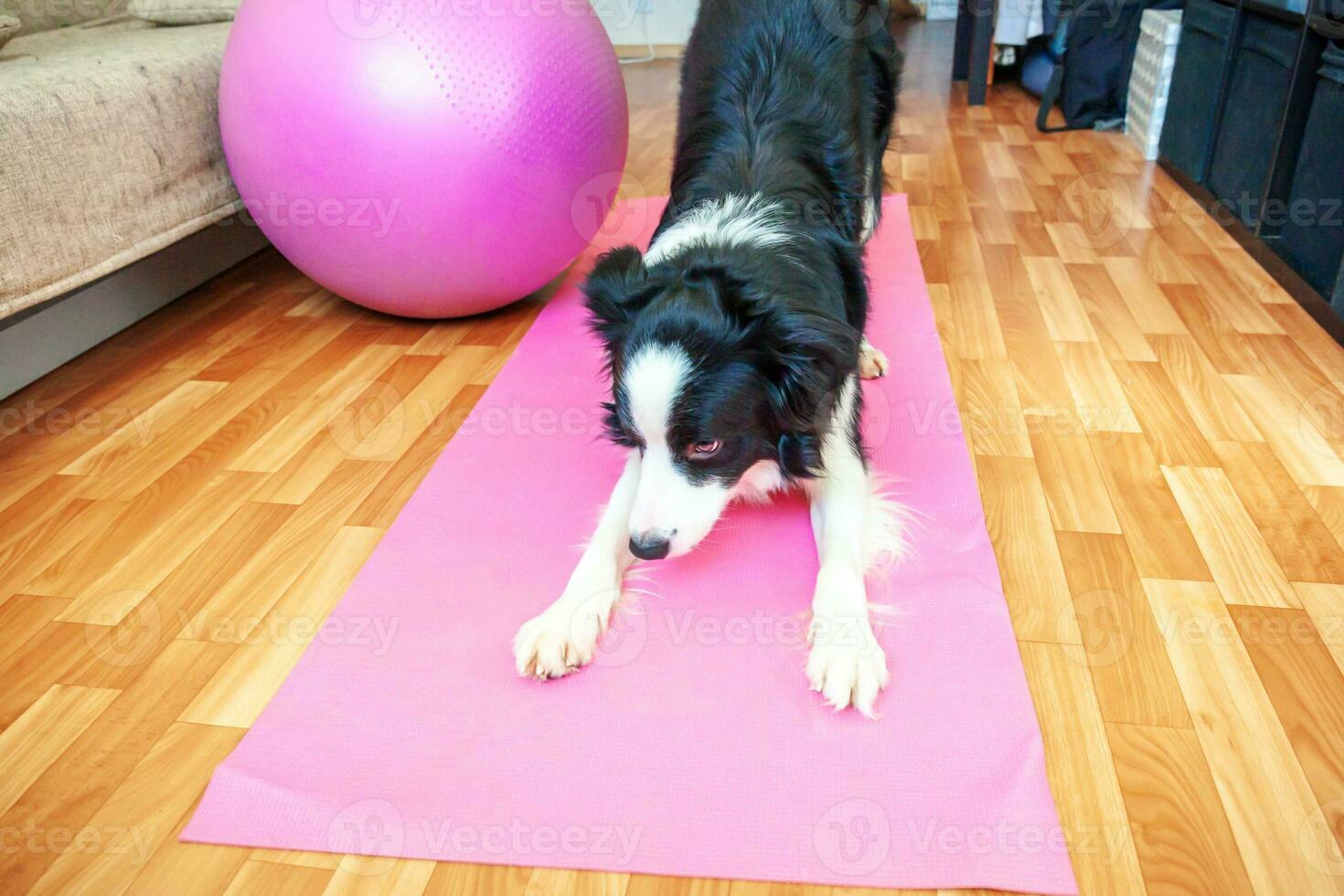 grappige hond border collie die yogales binnen beoefent. puppy doet yoga asana pose op roze yoga mat thuis. rust en ontspanning tijdens quarantaine. thuis sporten in de sportschool. foto