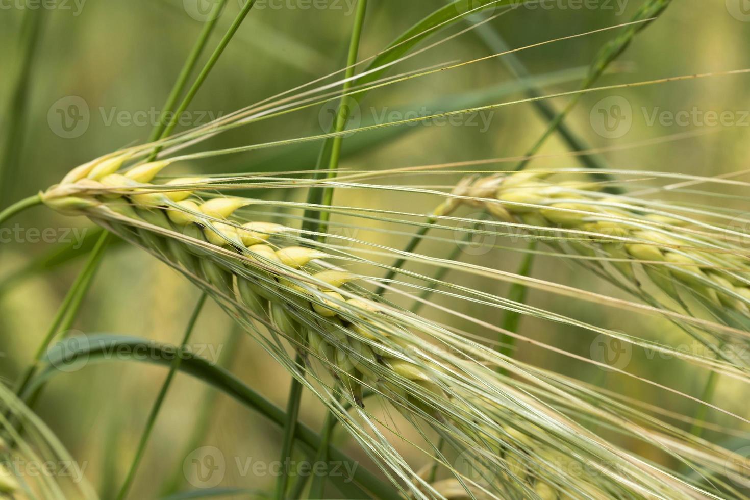 detail van de jonge groene gerstaar foto