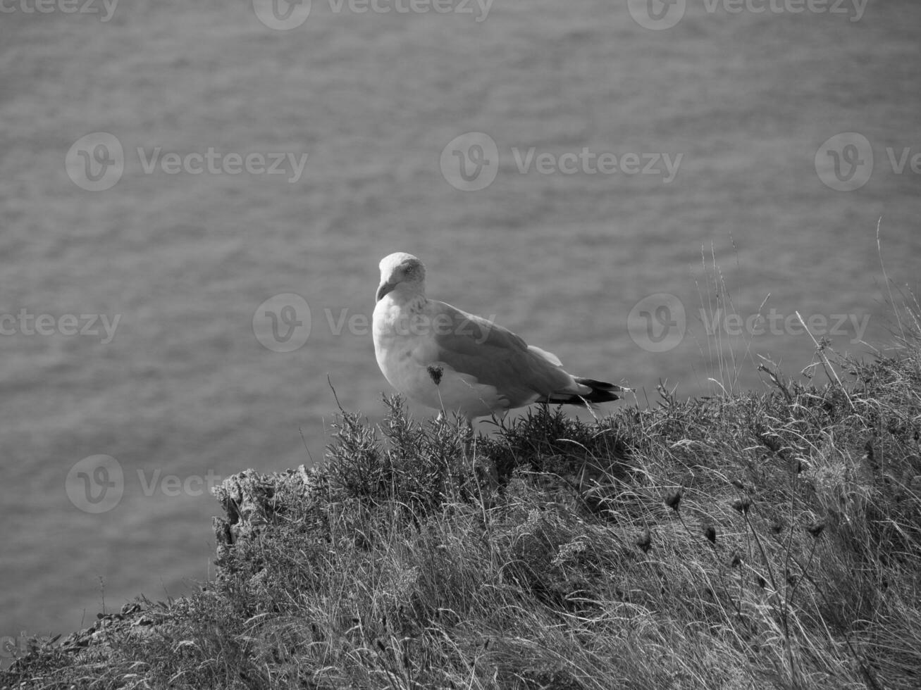 de eiland van Helgoland in de noorden zee foto