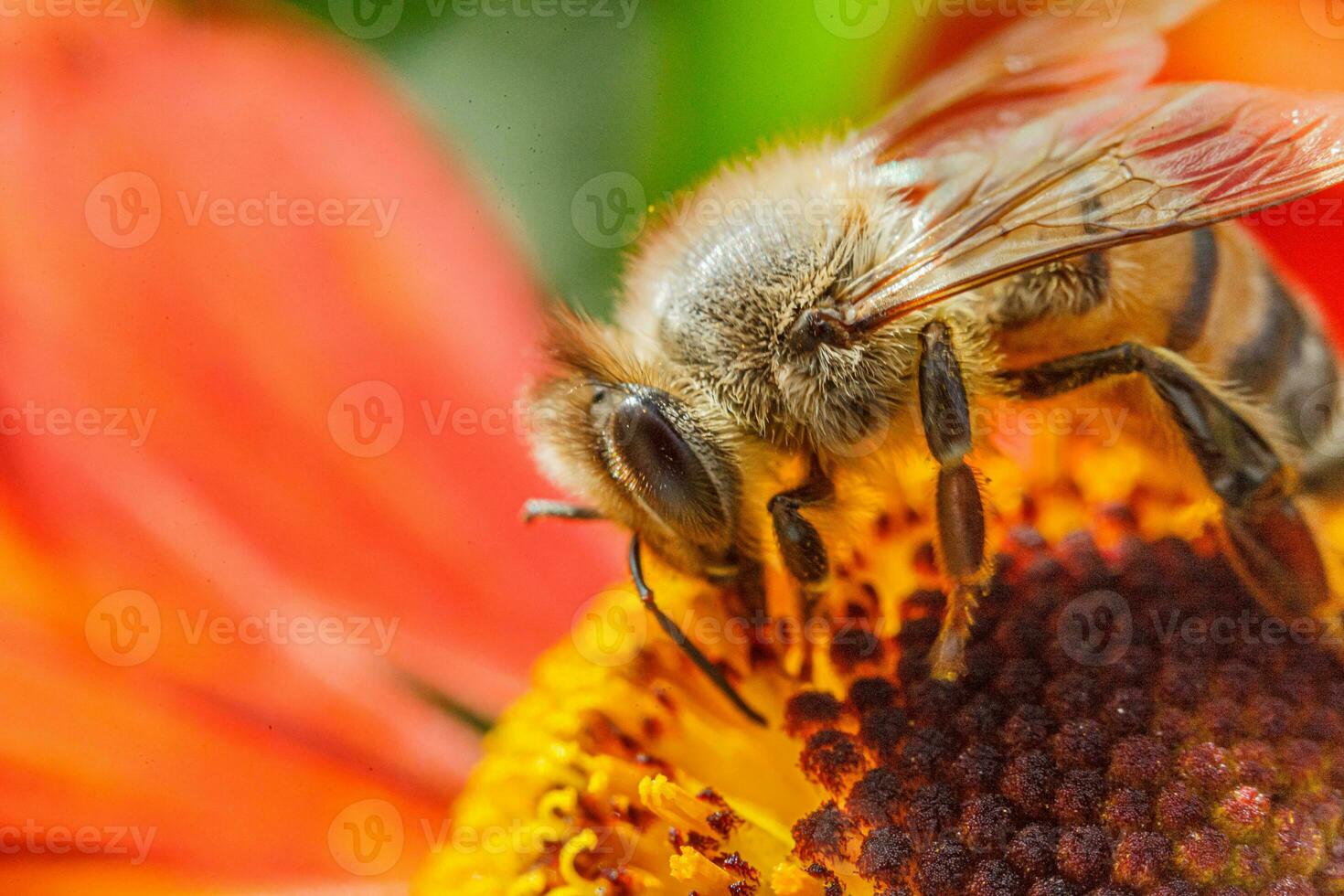 honing bij gedekt met geel stuifmeel drinken nectar, bestuiven oranje bloem. inspirerend natuurlijk bloemen voorjaar of zomer bloeiend tuin achtergrond. leven van insecten. macro dichtbij omhoog selectief focus. foto