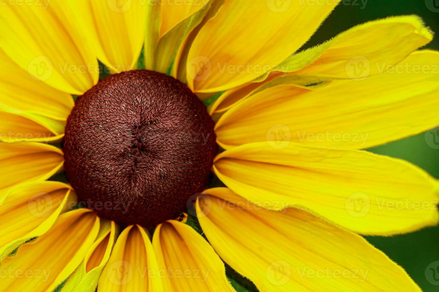 geel bloem Rudbeckia goudsturm foto