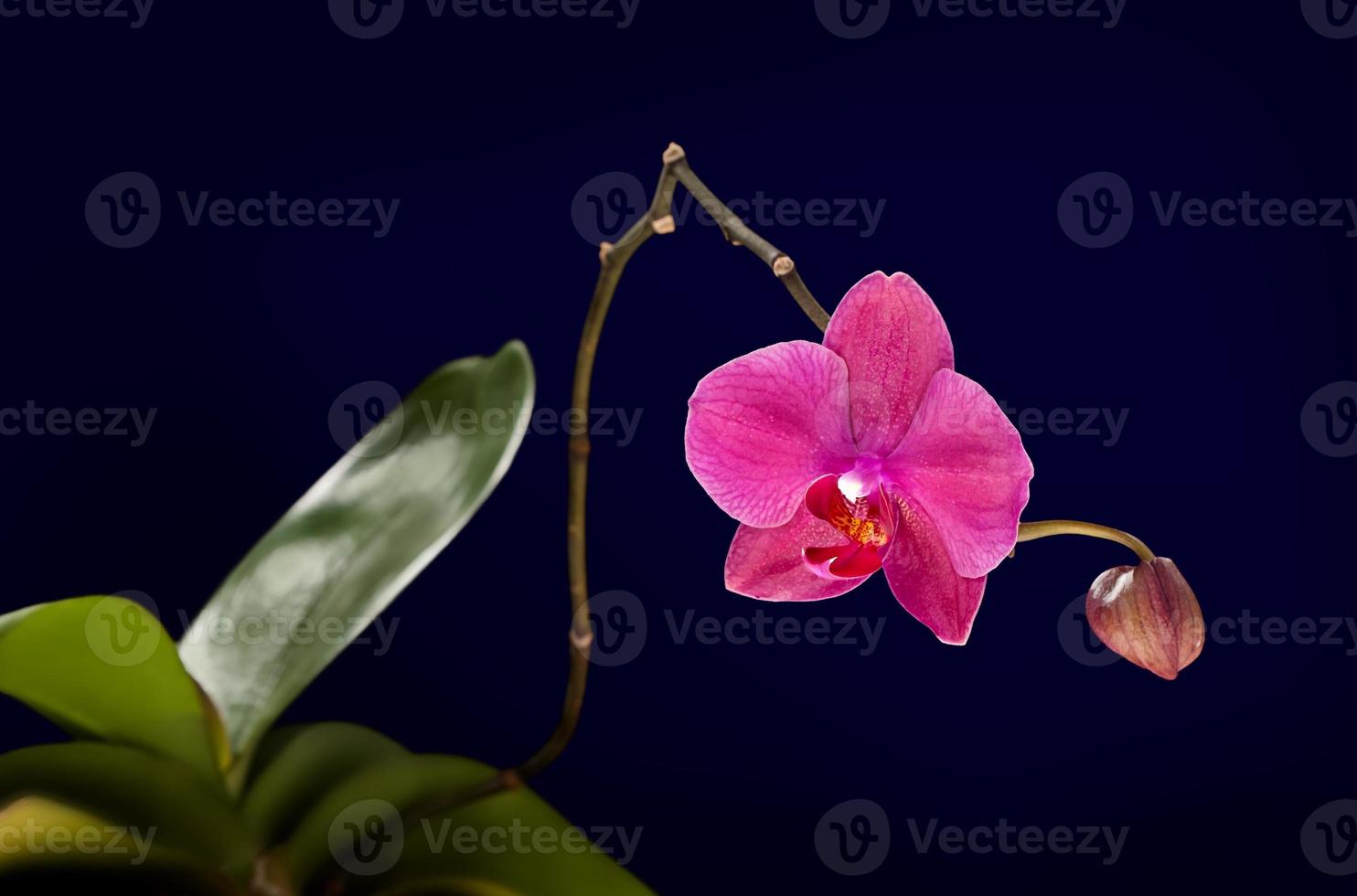 roze orchidee geïsoleerd op zwarte achtergrond foto