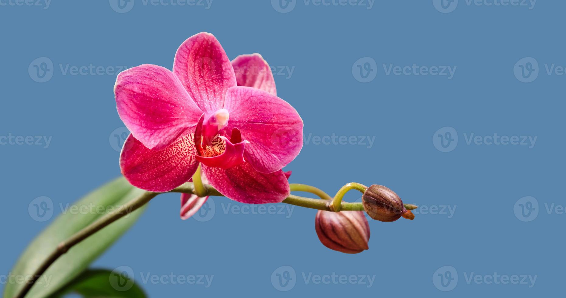 close-up van orchideebloem foto