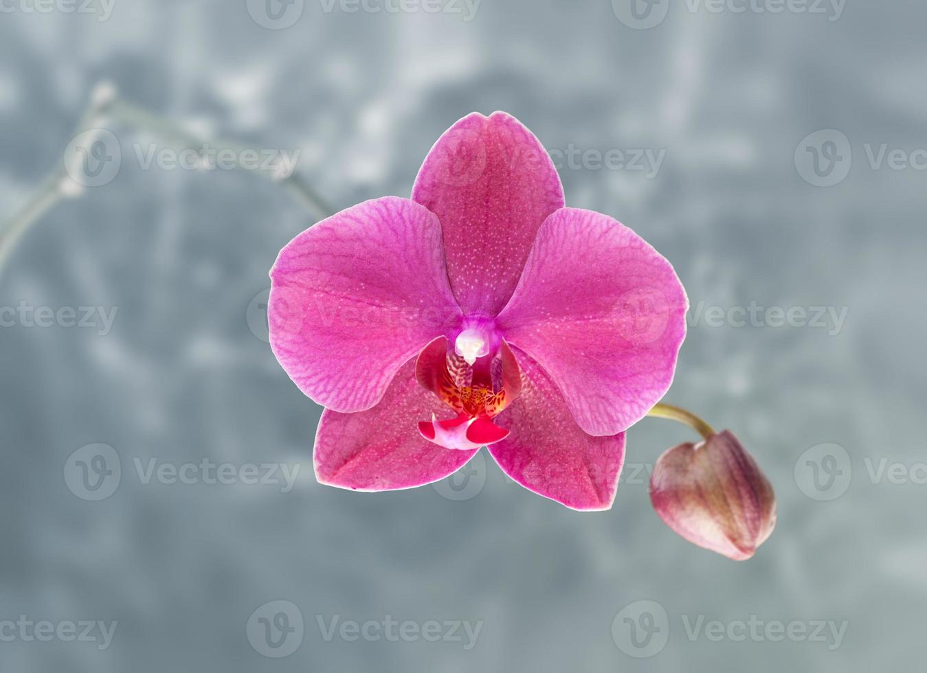 roze orchidee op abstracte onscherpe achtergrond foto