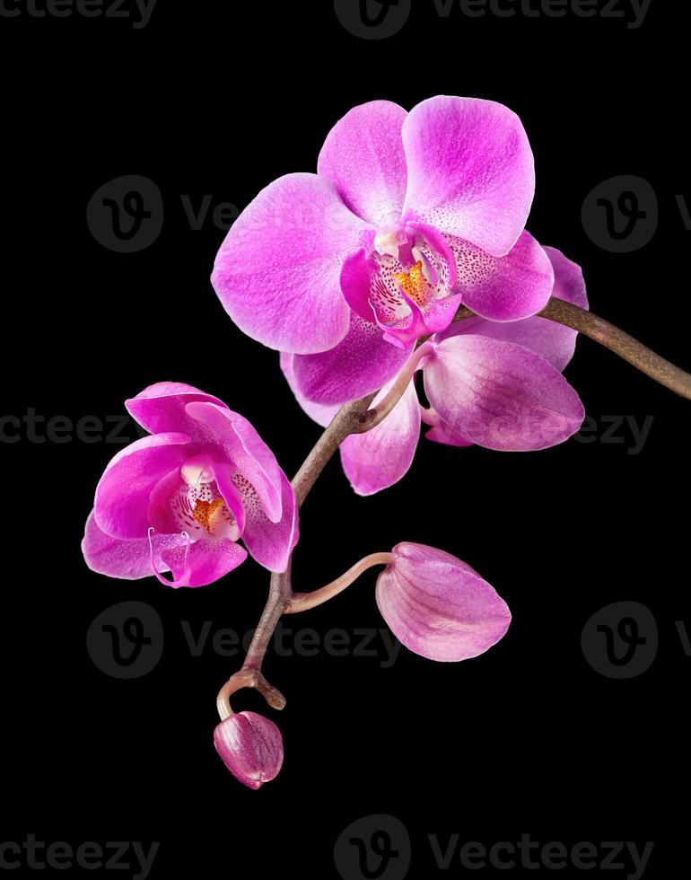 roze orchidee geïsoleerd op zwarte achtergrond foto