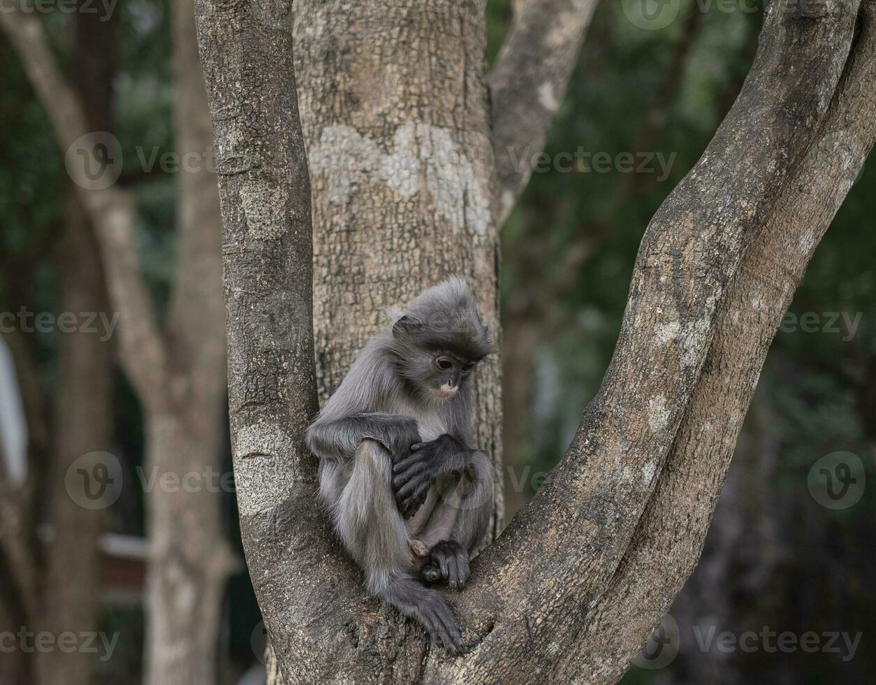 colobinae ook grijze langur die fruit met lange staart aap aan de boom eet foto