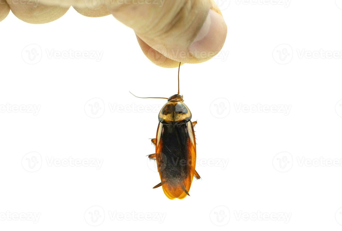hand met een dode kakkerlak op geïsoleerde witte achtergrond holding foto