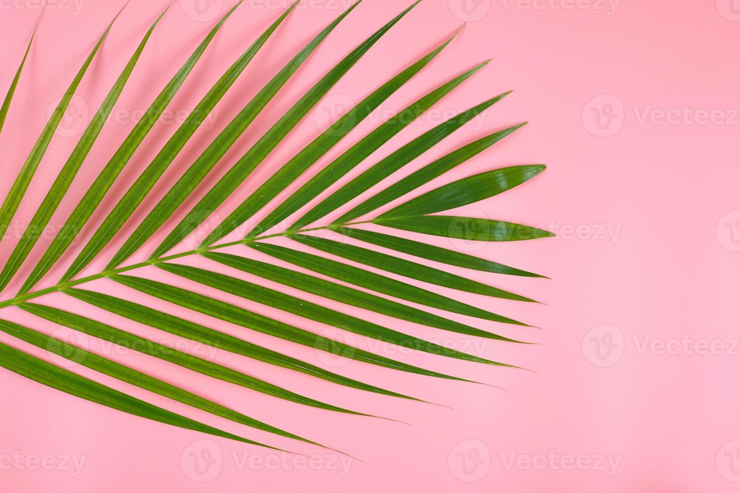 tropisch palmblad op lichtroze achtergrond. foto