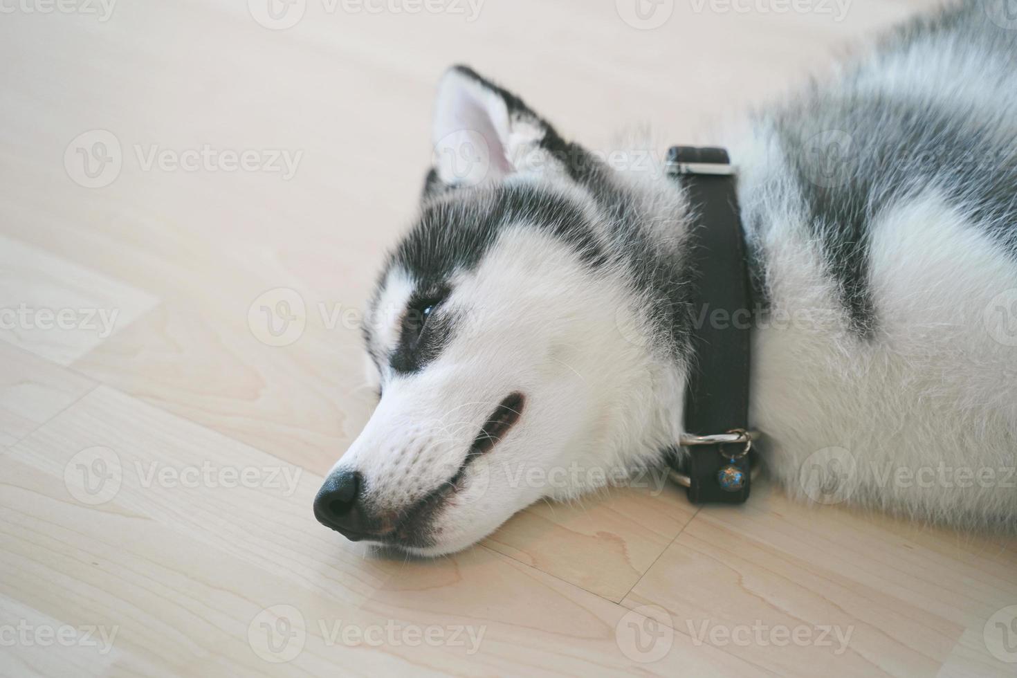 Siberische husky pup slapen op de vloer. foto