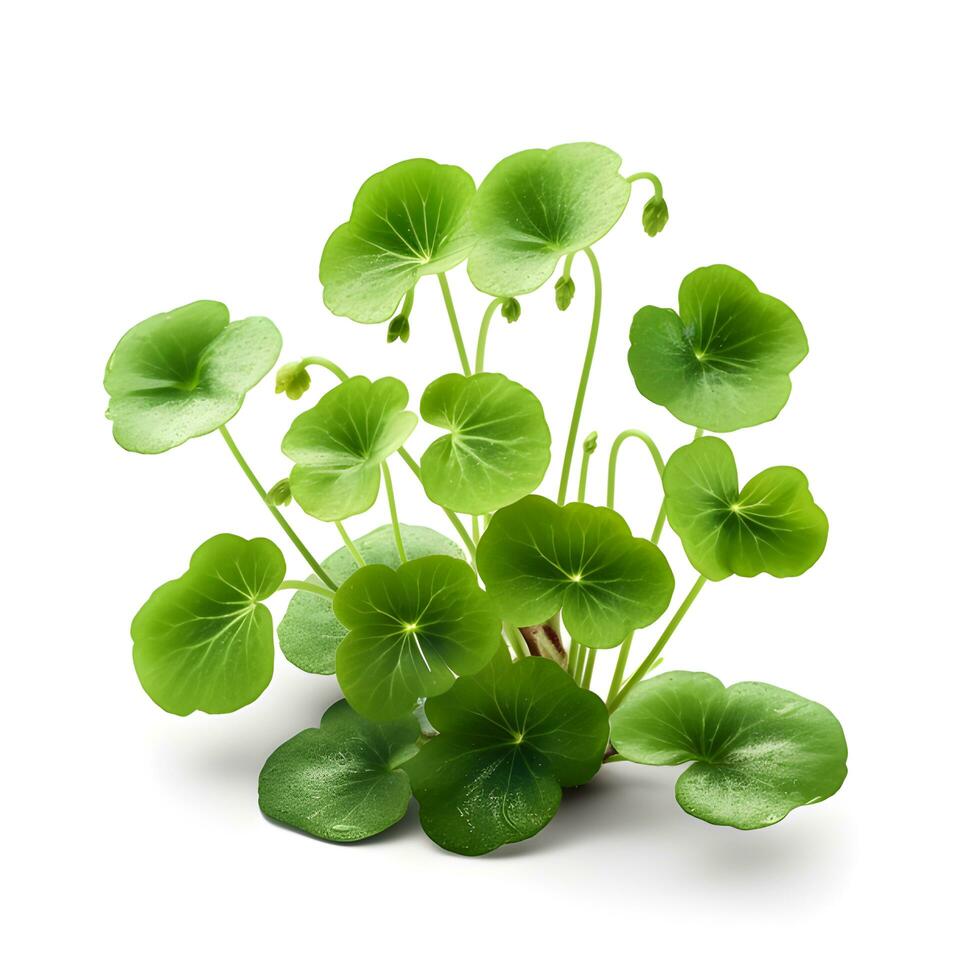 centella asiatica bladeren . ai generatief foto