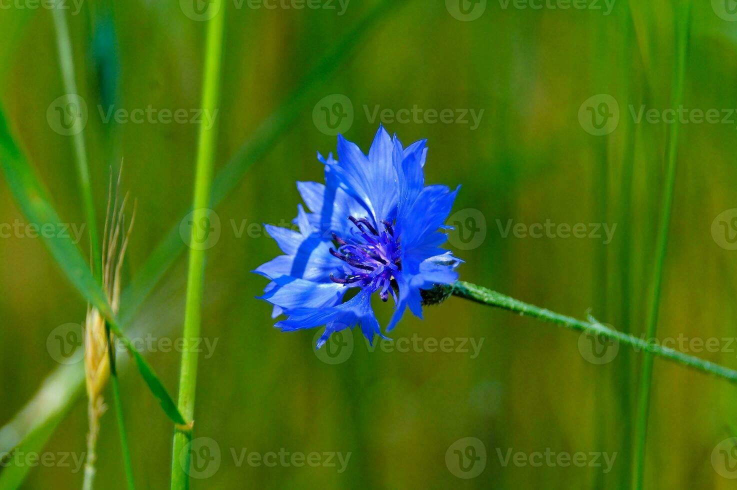 blauw zomer korenbloem Aan groen weide achtergrond in detailopname foto