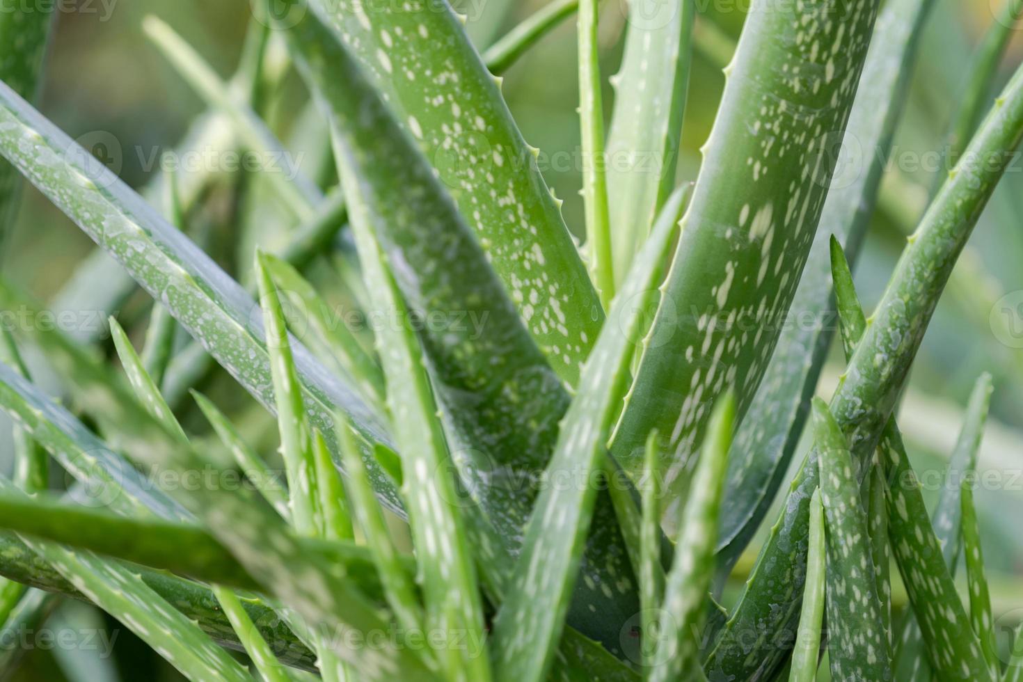 close-up aloë vera plant foto