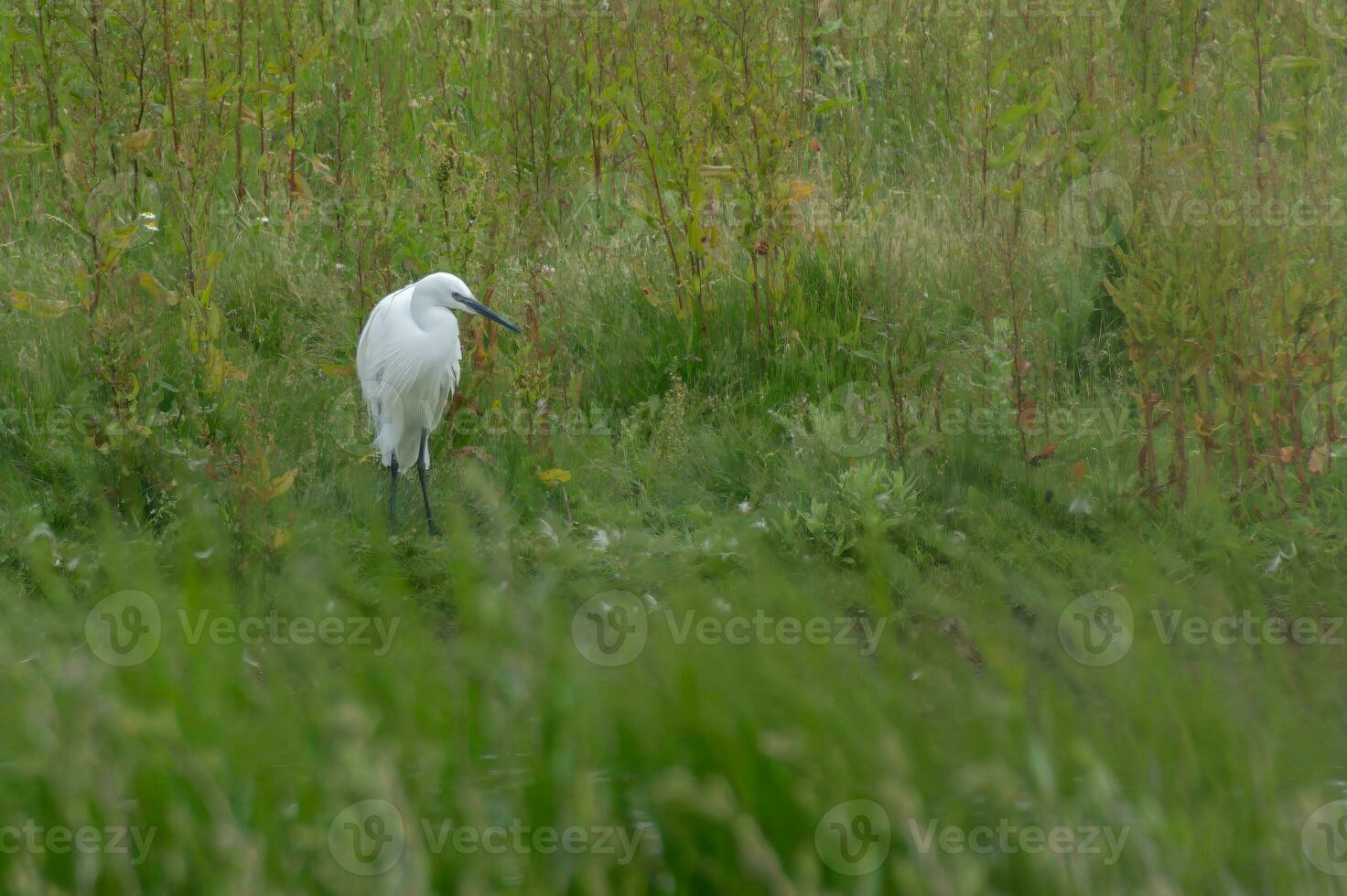 zilverreiger grimmig wit te midden van moeras groen foto