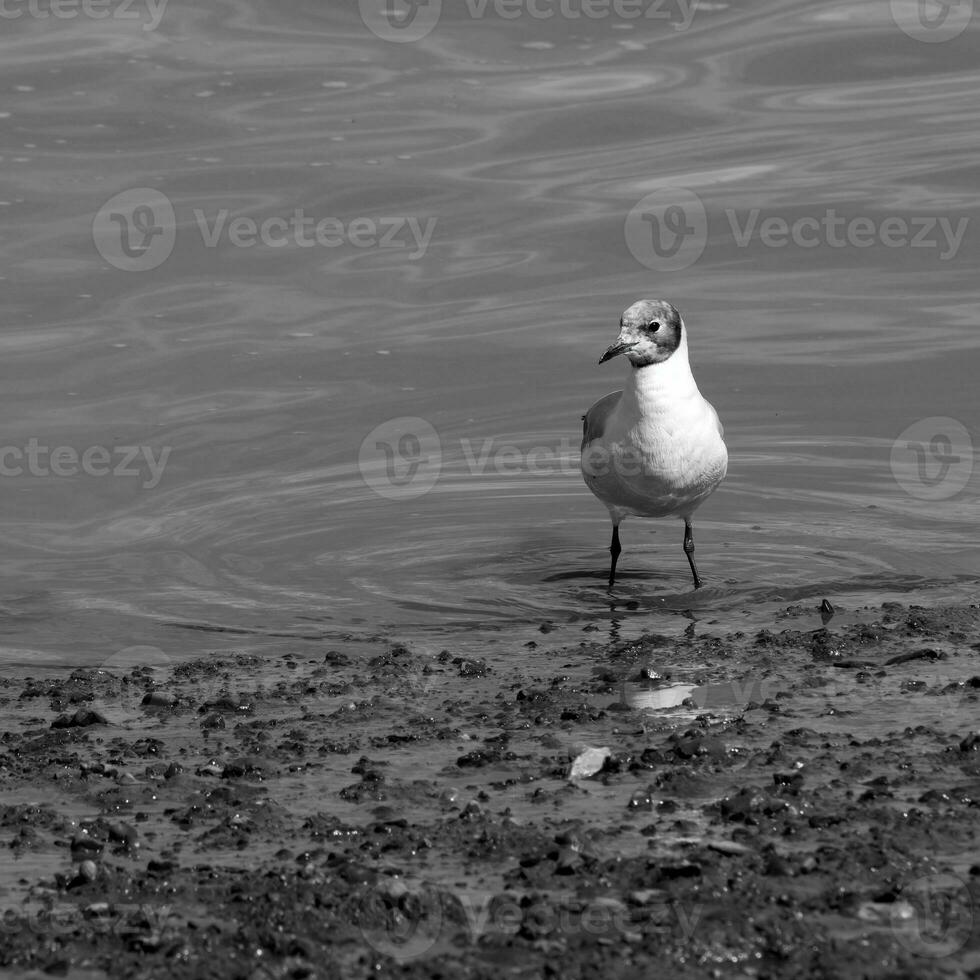 zwart kop meeuw staand Aan de wateren rand foto