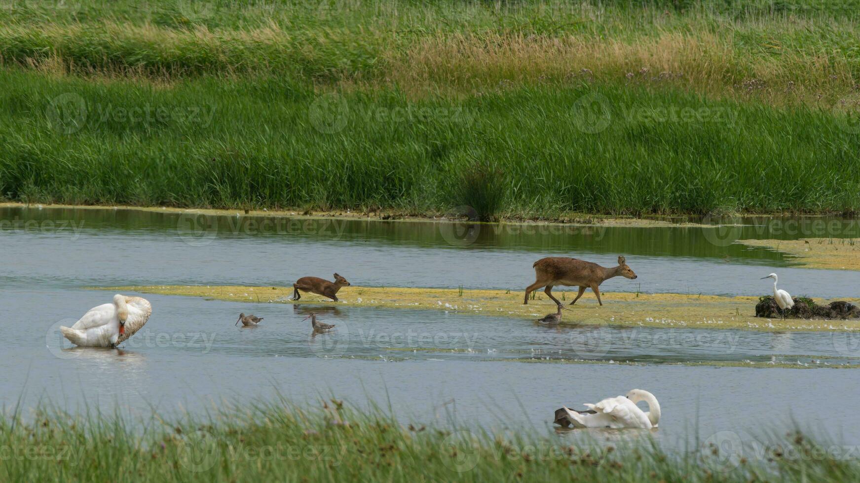 Chinese water hert wandelen aan de overkant moerassen foto