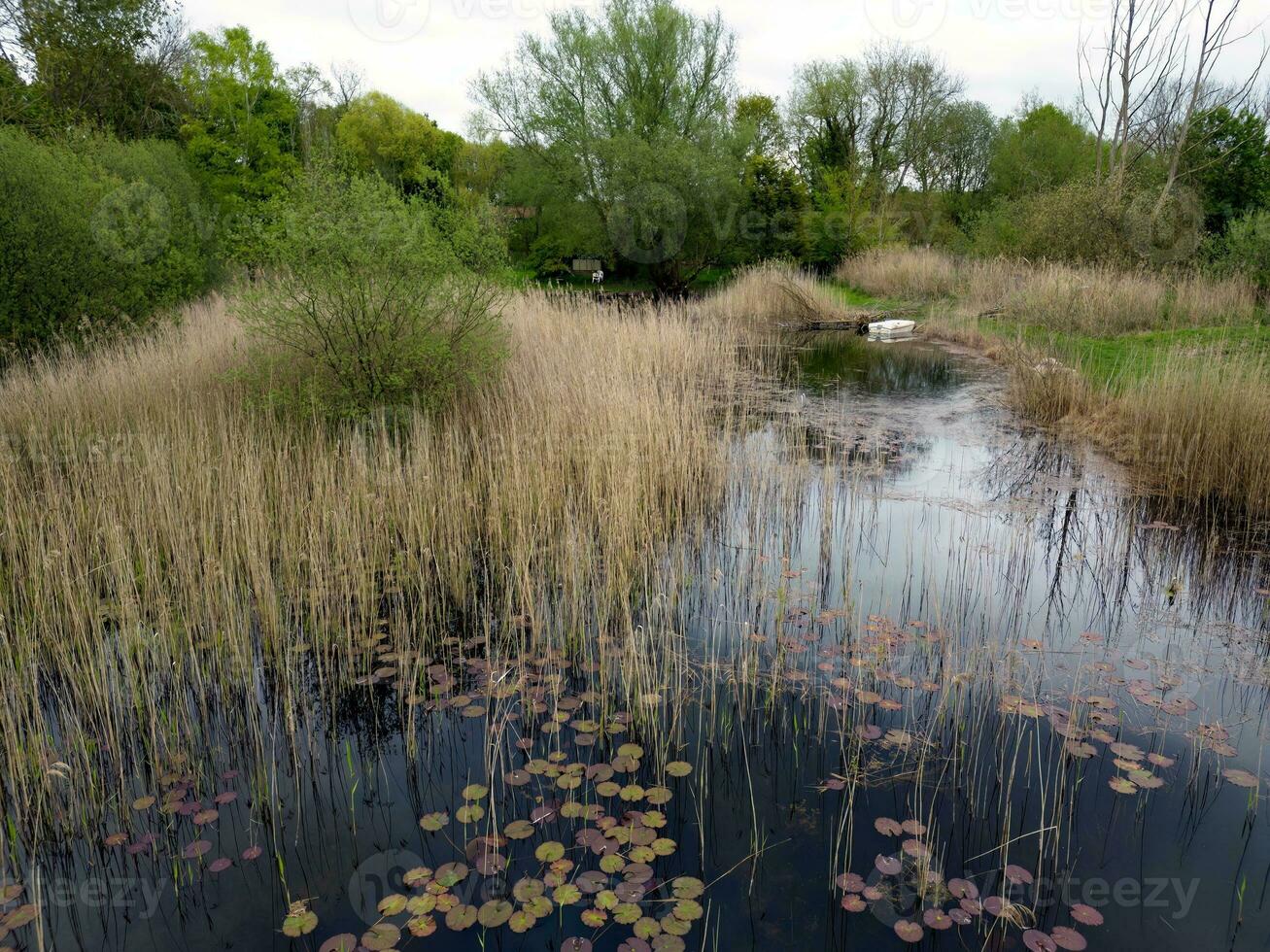 riet overbelast eend vijver foto