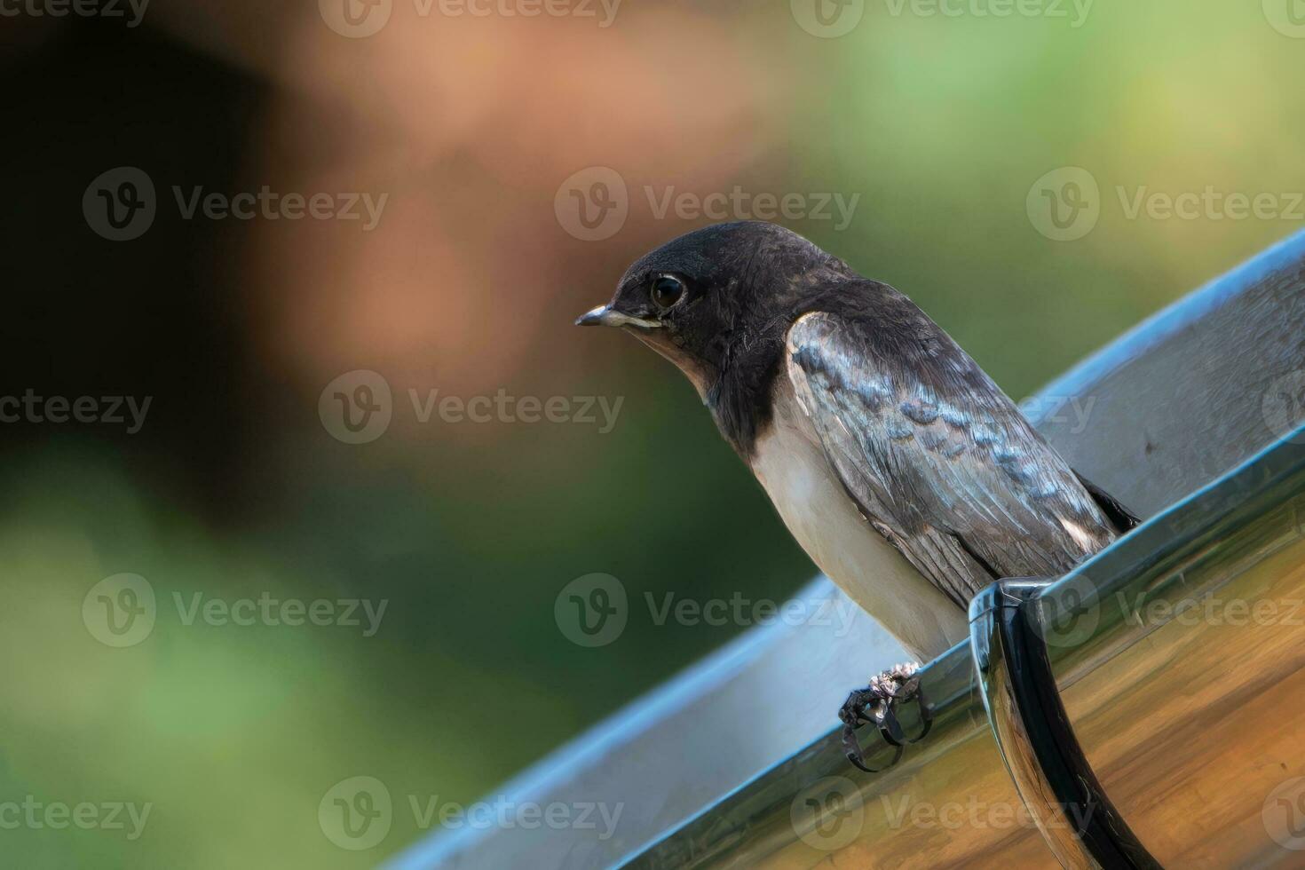 dichtbij omhoog van een slikken neergestreken Aan een dak goot foto