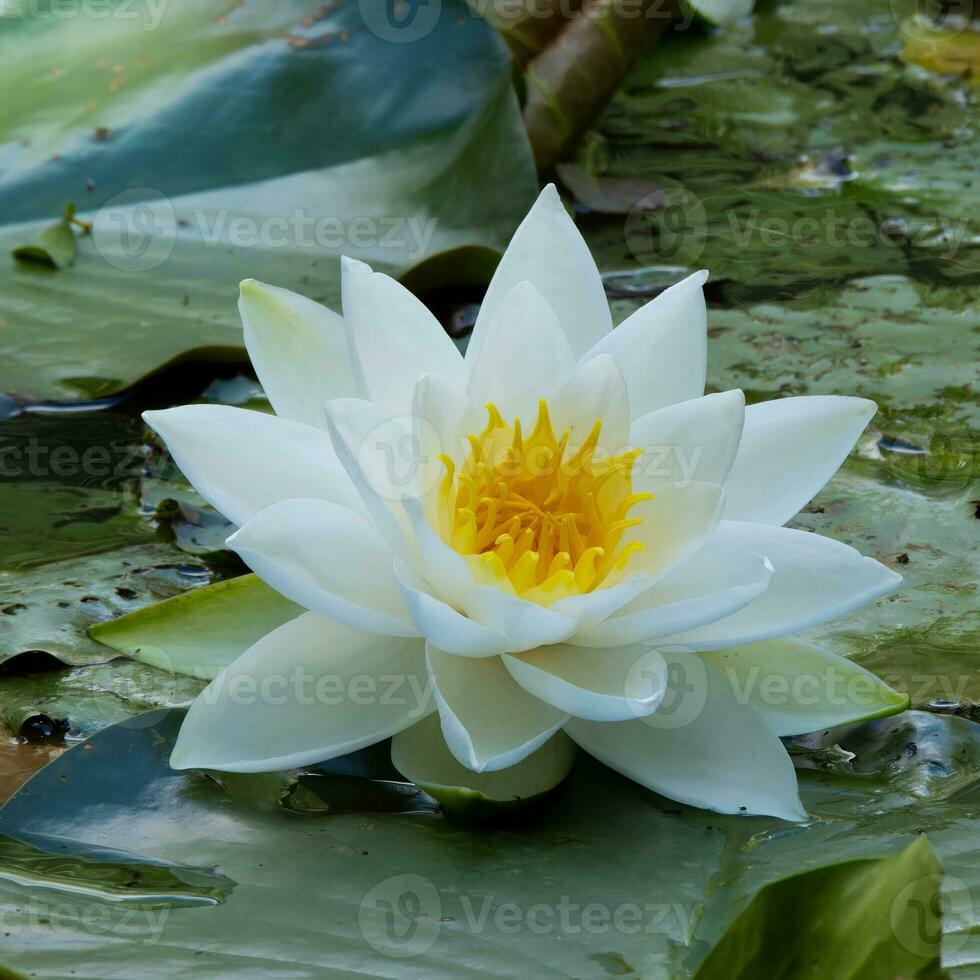 wit water lilly bloem in bloeien foto