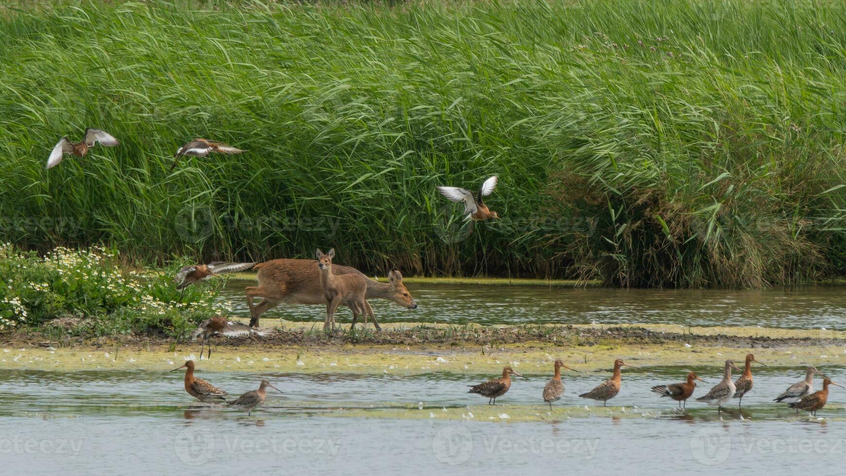 Chinese water hert volwassen en reekalf verontrustend steltlopers foto