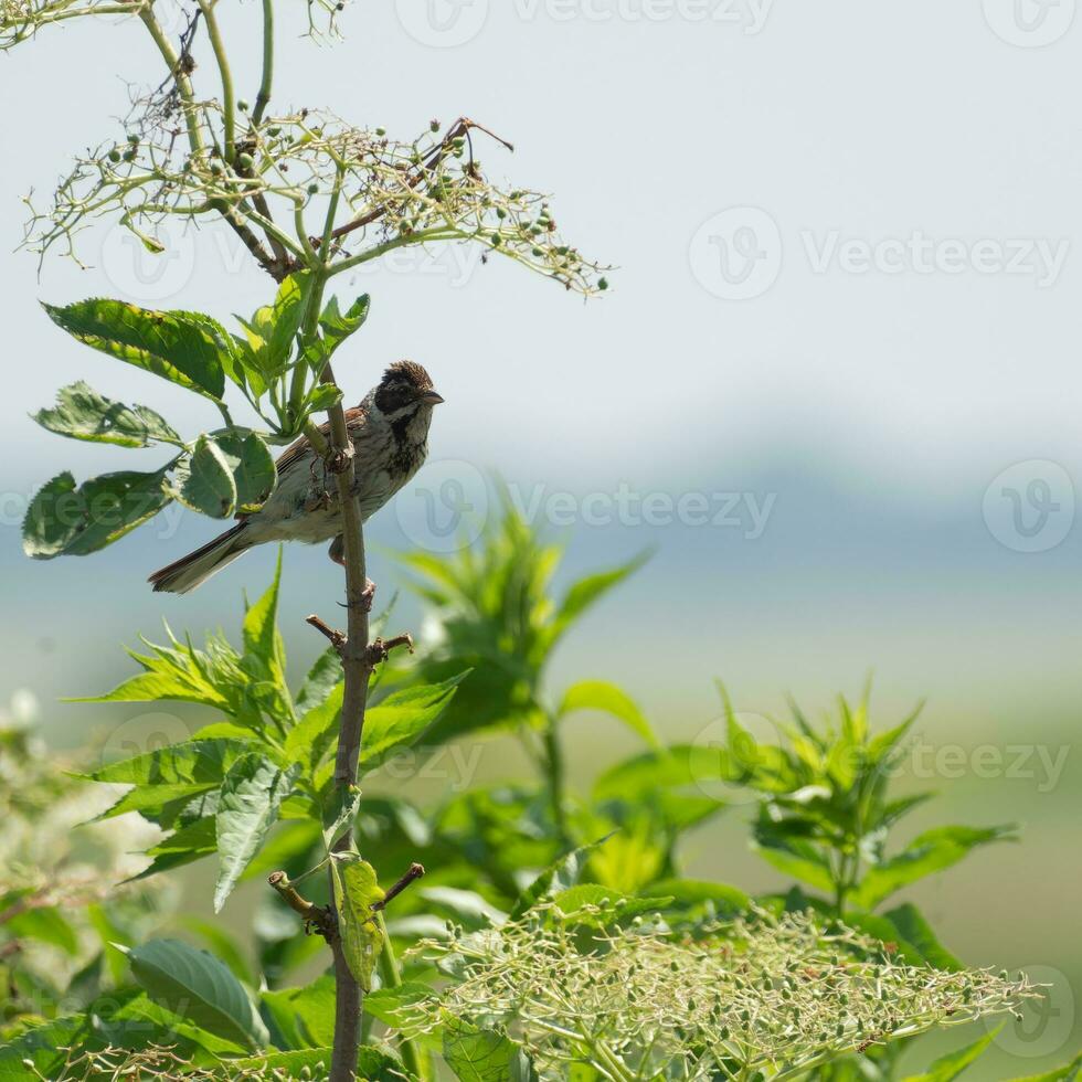 vrouw riet vlaggedoek neergestreken Aan een ouderling boom foto