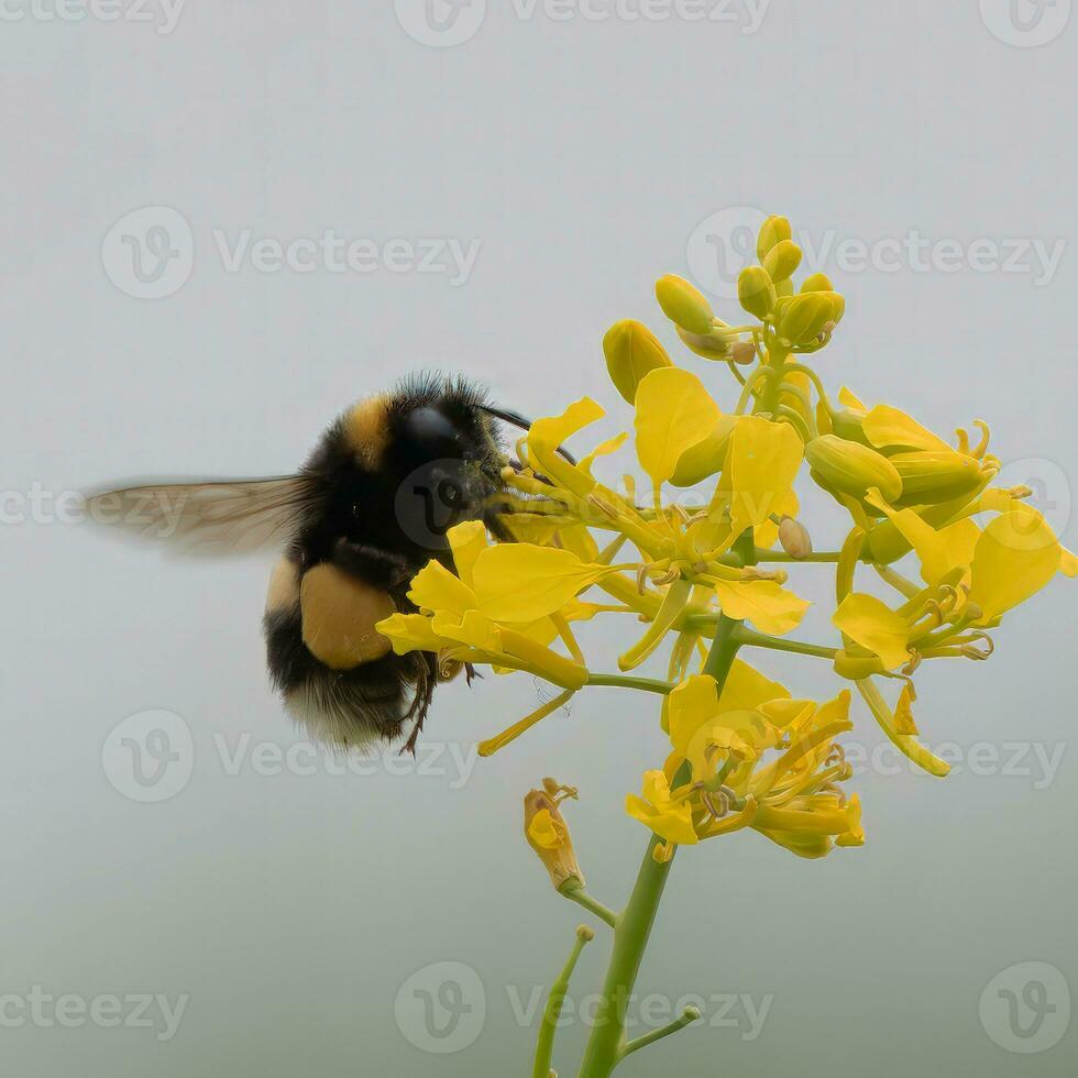 stuntelen bij voeden van een helder geel koolzaad bloem foto