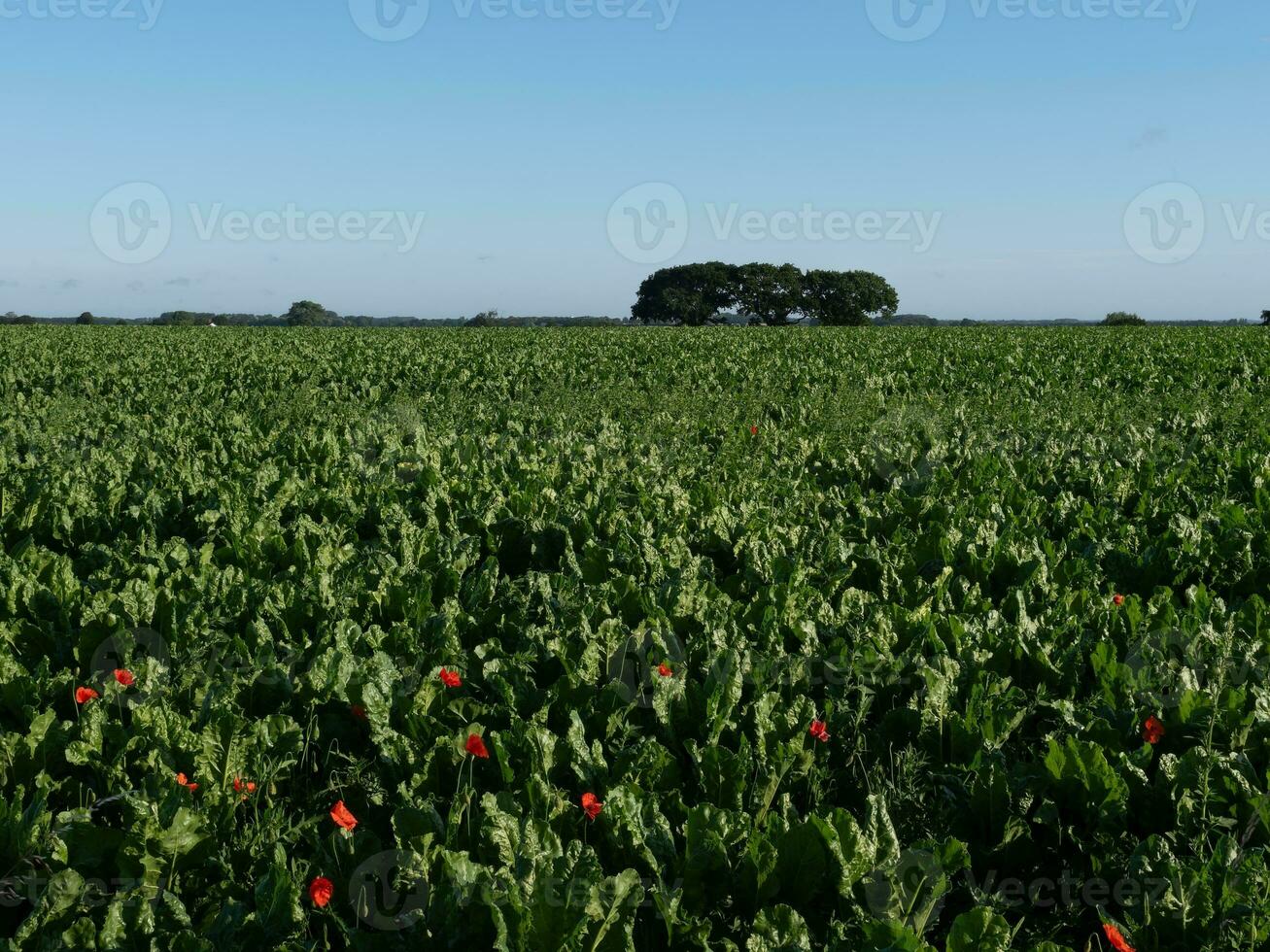 suiker biet veld- met wild klaprozen foto