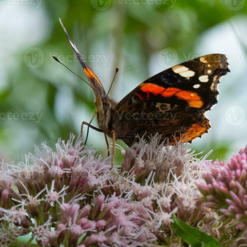 rood admiraal vlinder voeden Aan wild bloemen foto
