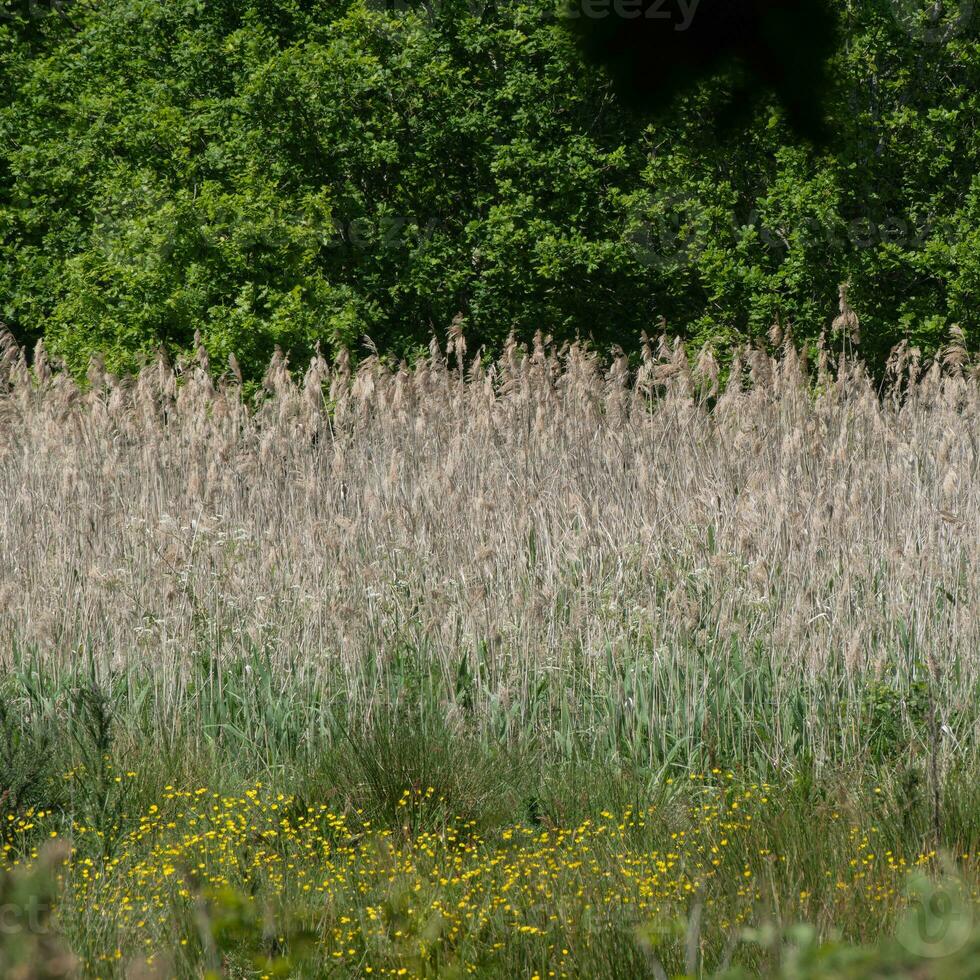 oever van de rivier riet en wilde bloemen foto