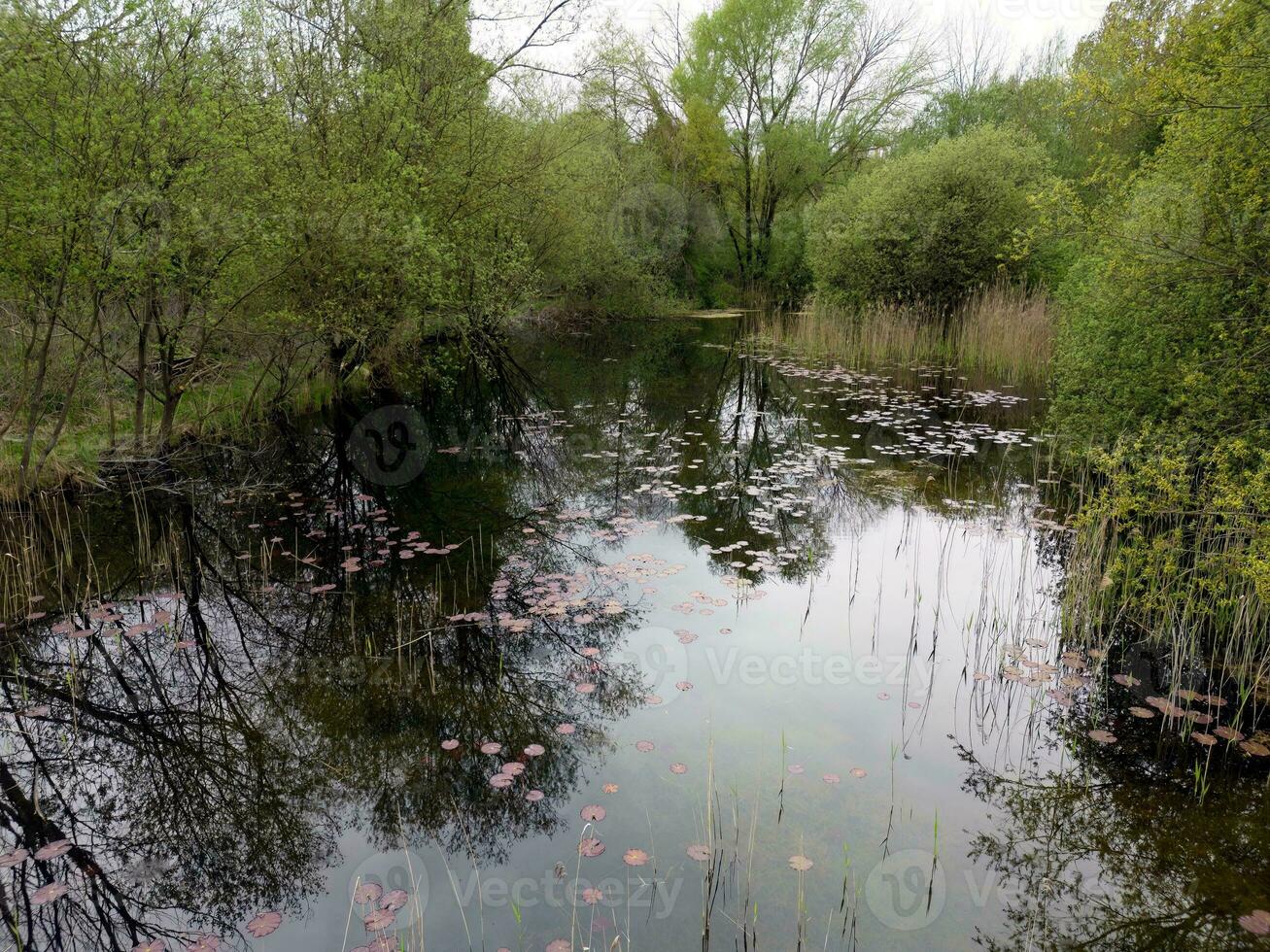 bomen reflecterend in een ongerept landelijk visvangst meer foto