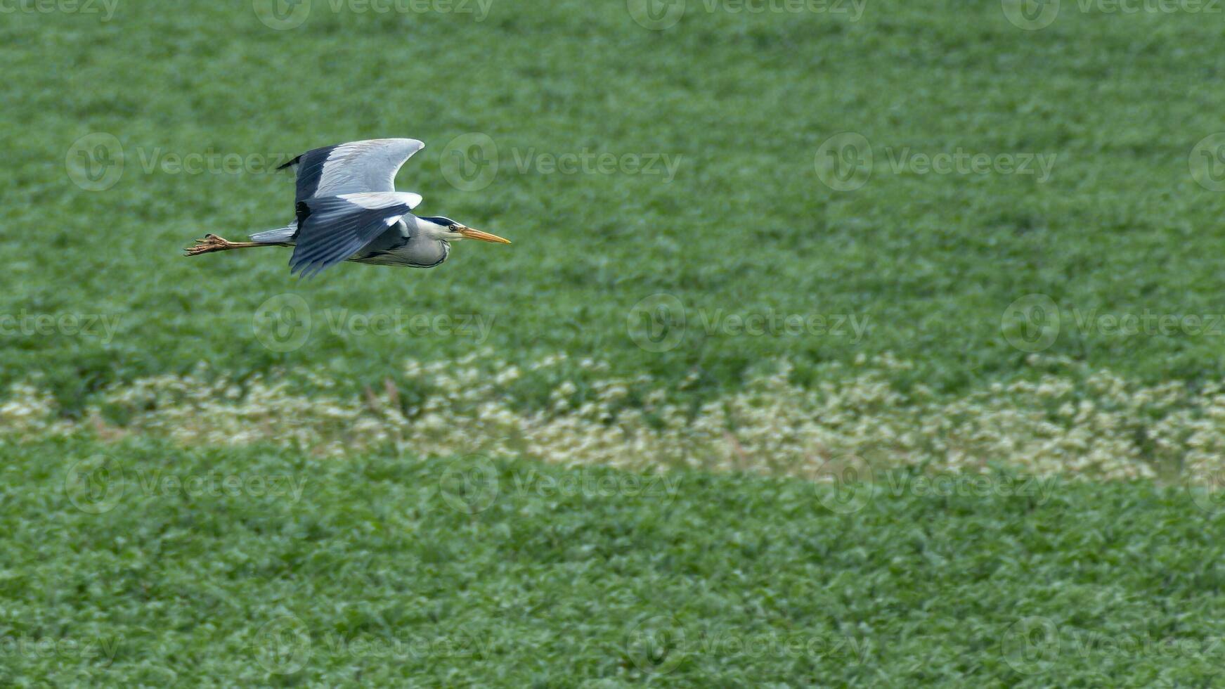 grijs reiger in strijd over- landelijk weide foto