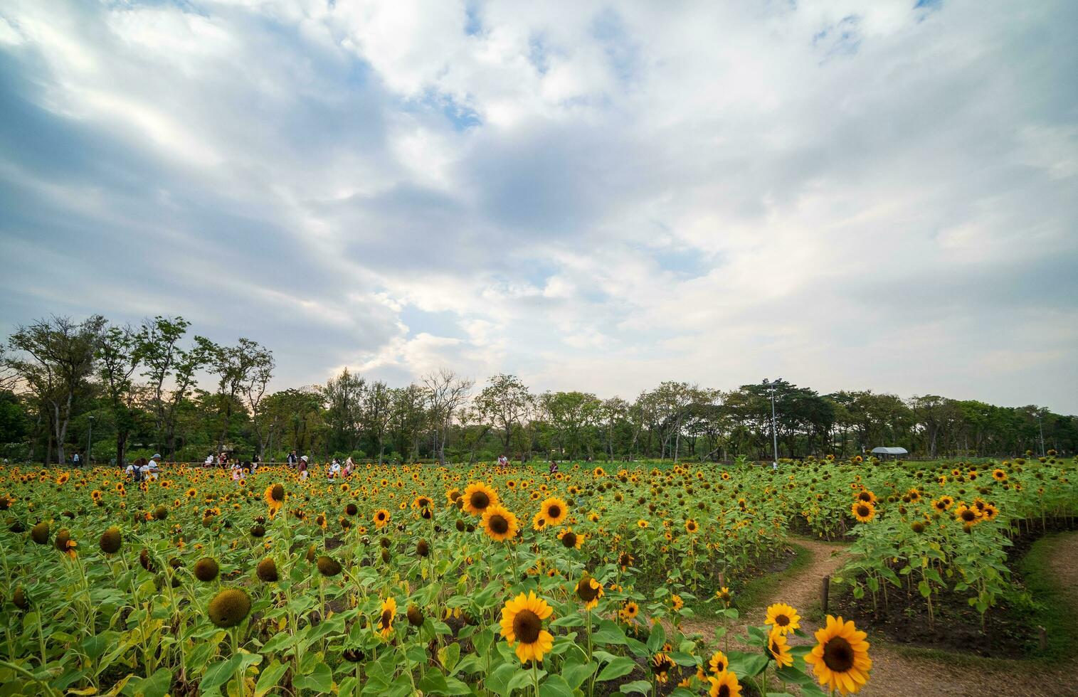 landschap gezichtspunt voor zomer seizoen geel zonnebloemen zijn in vol bloeien in tuin boerderij rot fai park, Bangkok met blauw lucht, wit wolken. kijken comfortabel en voelen ontspannen wanneer u zien het. foto
