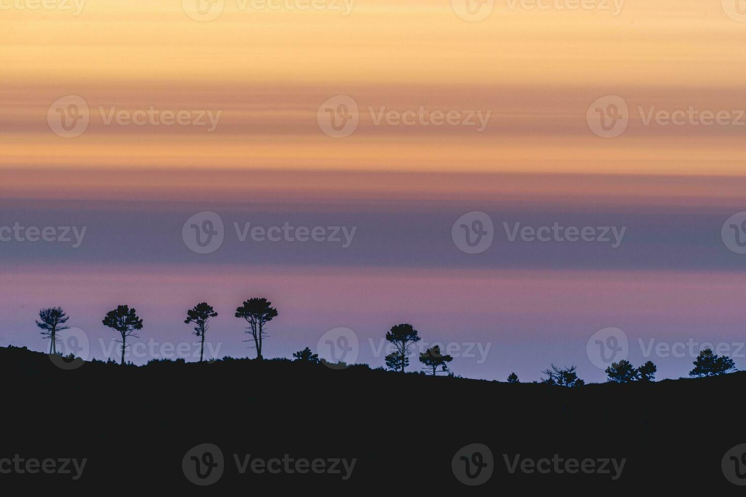 silhouet van de boomgrens , Bij zonsondergang in albergaria da serra, Portugal. foto