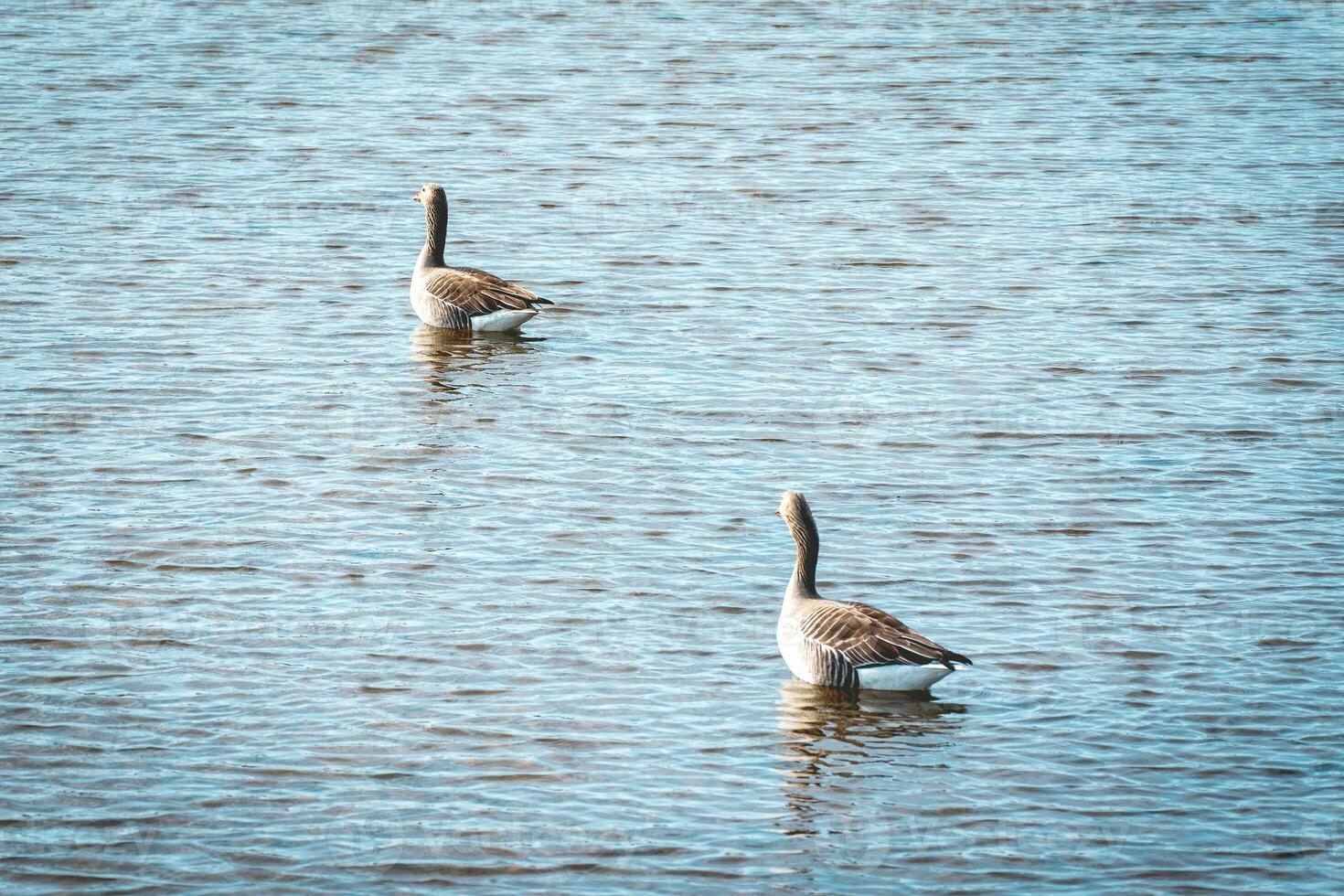 twee ganzen in de water in wassenaar, de nederland. foto